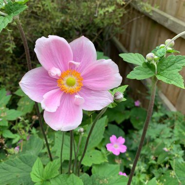 Anemone hupehensis syn. Anemone scabiosa