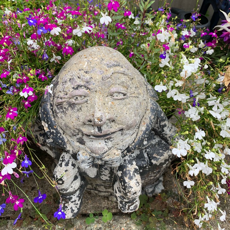 plant image 1363612