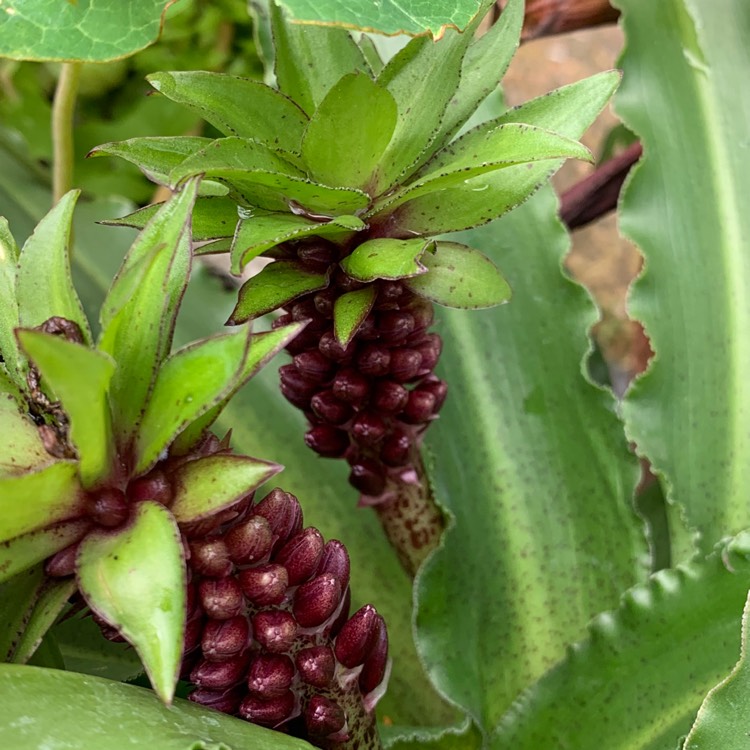 Plant image Eucomis 'Gsalkian' (Aloha Lily Series) syn. Eucomis 'Kona'