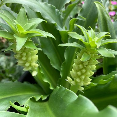 Eucomis 'Gsalkele' (Aloha Lily Series) syn. Eucomis 'Maui'