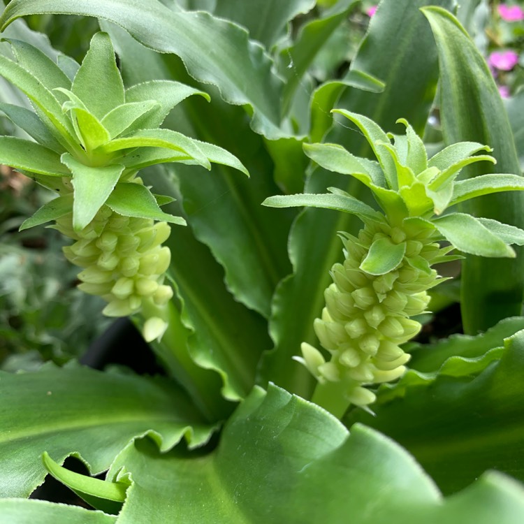plant image 1364700