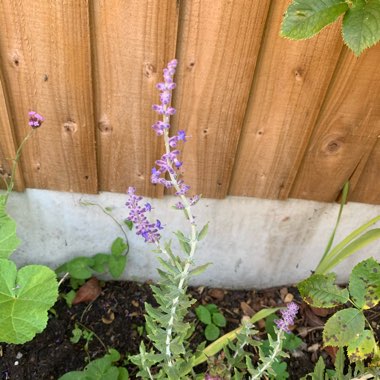 Salvia 'Blue Spire' syn. Perovskia 'Blue Spire'
