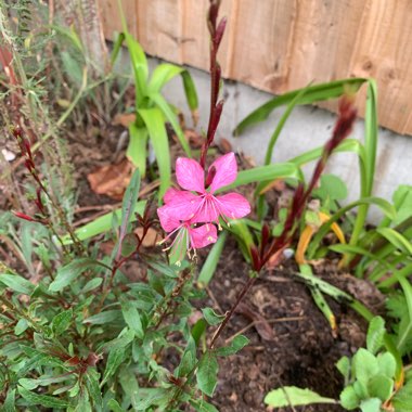 Oenothera lindheimeri  syn. Gaura lindheimeri