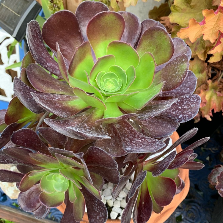 plant image 1399741