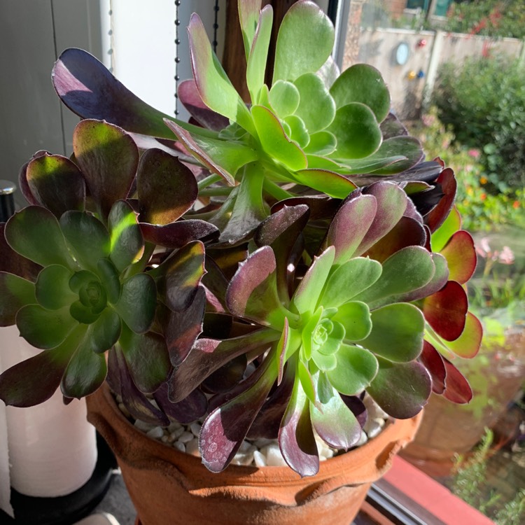 plant image 1404083