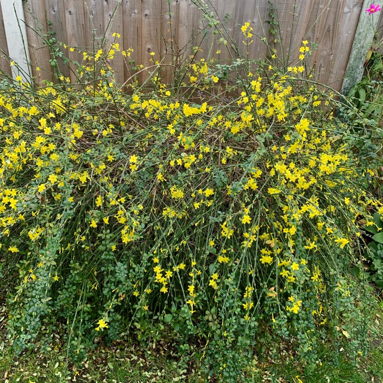 plant image 1419849 plant image 1419849