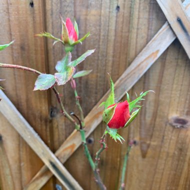 Rosa
