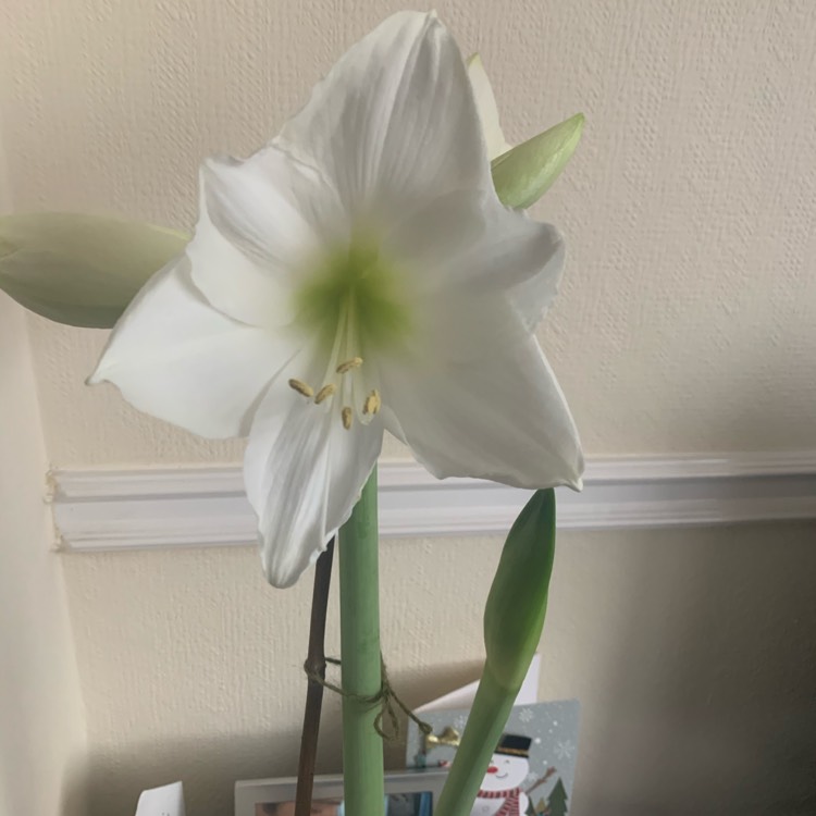 plant image 1428500