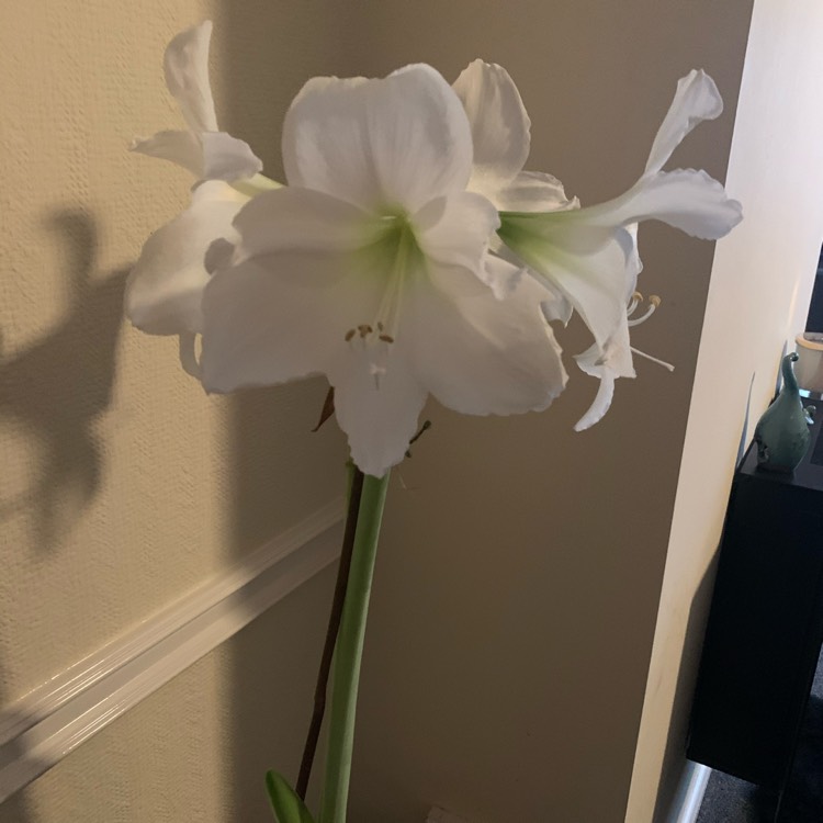 Plant image Hippeastrum (Galaxy Group) 'Intokazi'