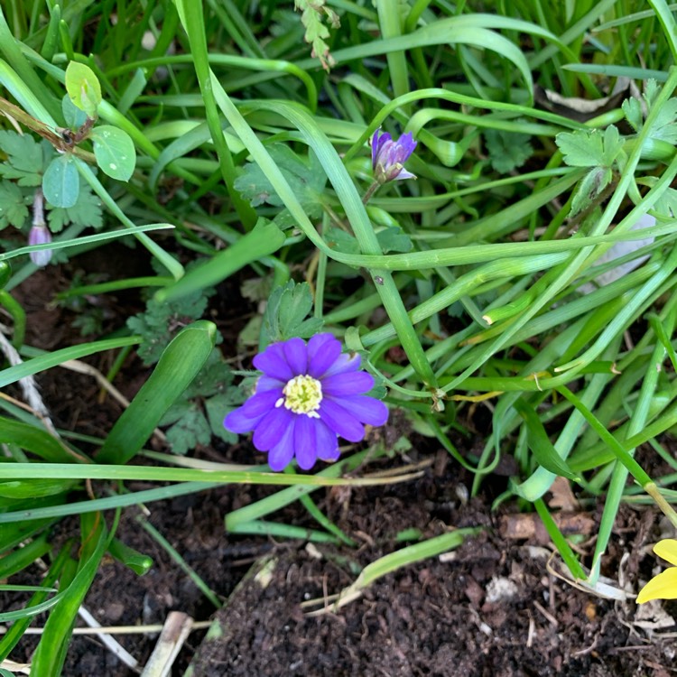 plant image 1448489 plant image 1448489
