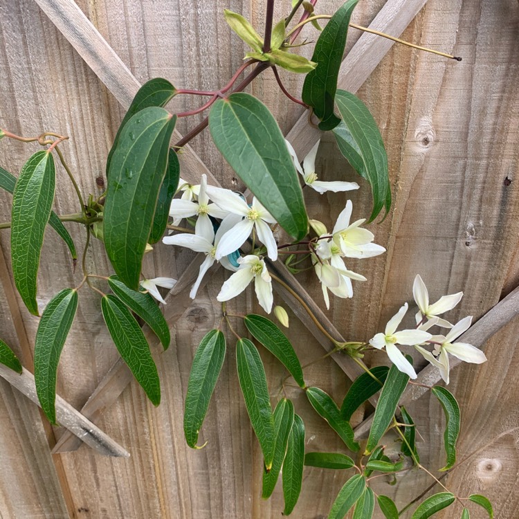 plant image 1450687