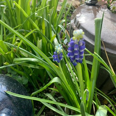 Muscari armeniacum 'Touch of Snow'