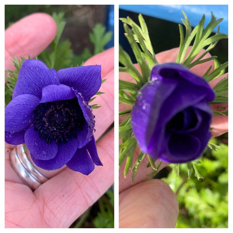 Plant image Anemone coronaria