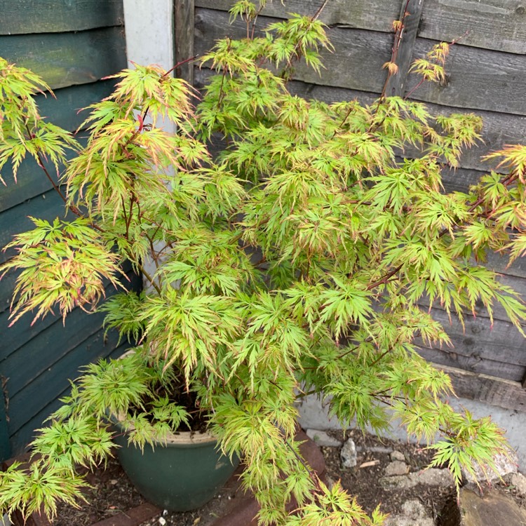 Plant image Acer