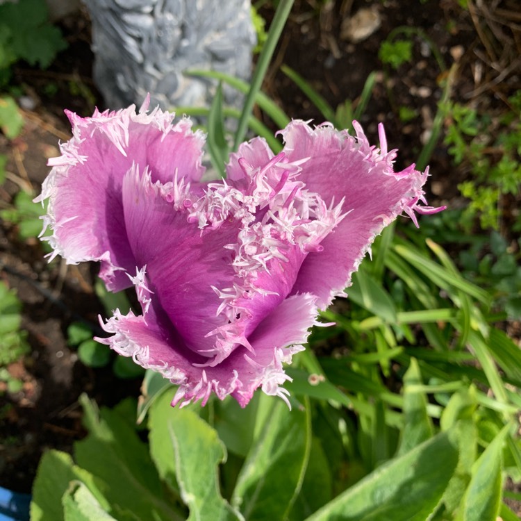 plant image 1476818 plant image 1476818