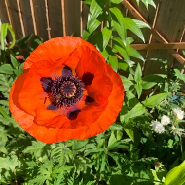 Papaver orientale 'Allegro'
