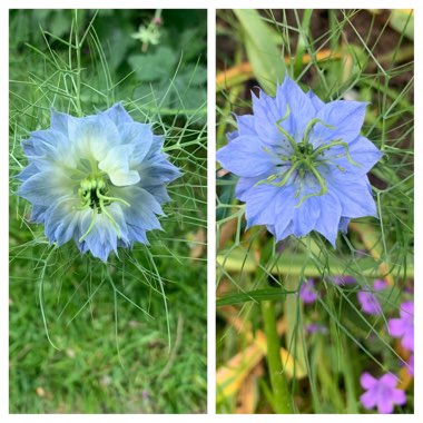 Nigella