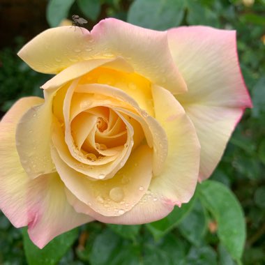 Rosa