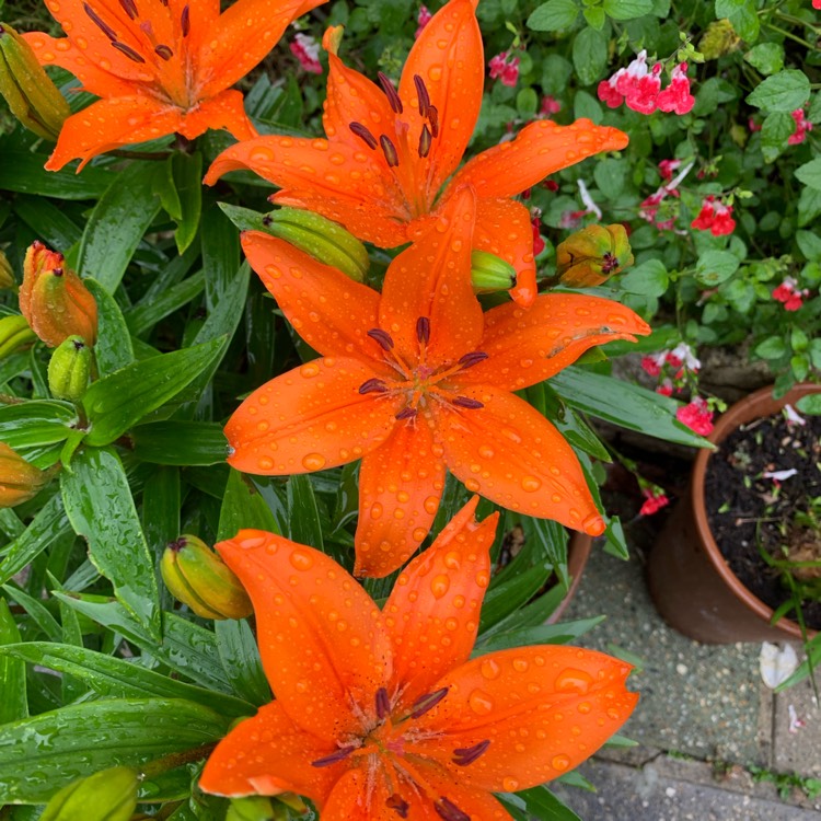 plant image 1499207