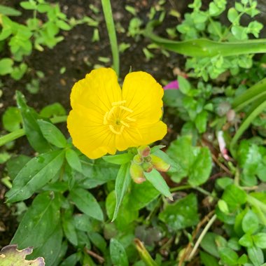 Oenothera biennissyn.Oenothera glabra syn.Oenothera odorata