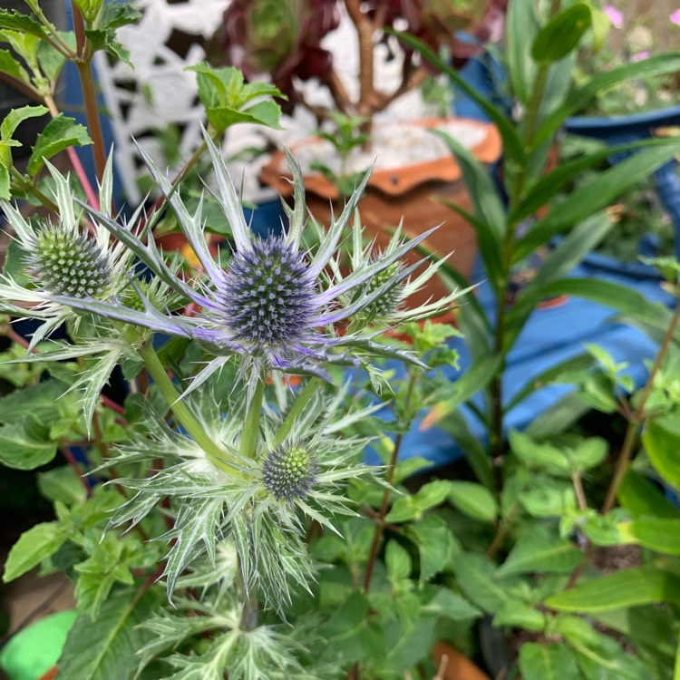 plant image 1500987