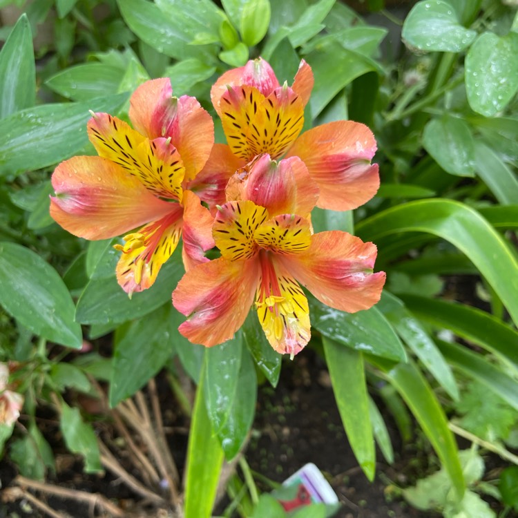 plant image 1503173 plant image 1503173