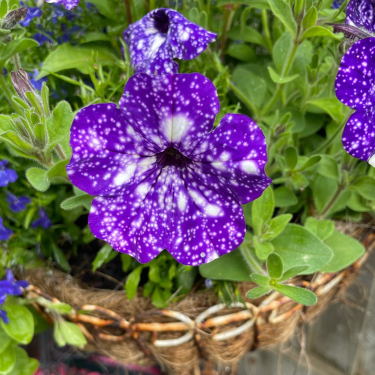 plant image 1505010 plant image 1505010