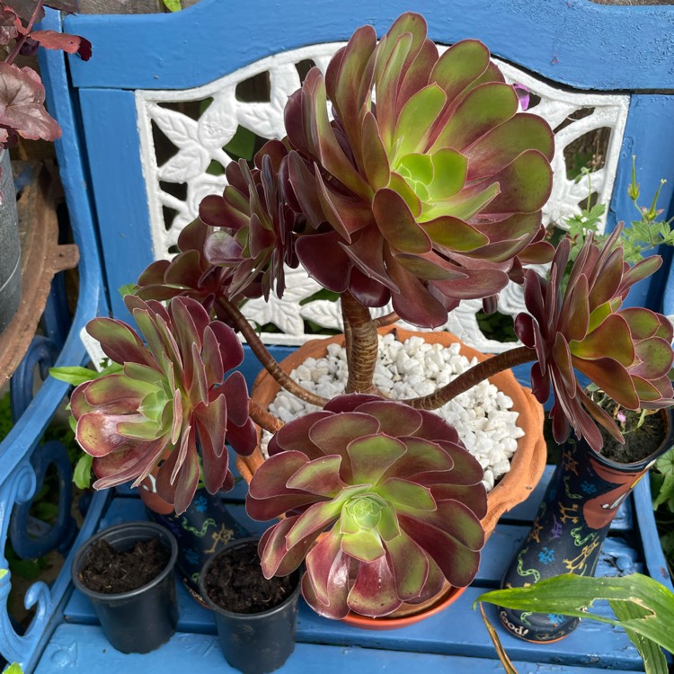 plant image 1508121