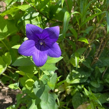 Platycodon grandiflorus  syn. Campanula grandiflora
