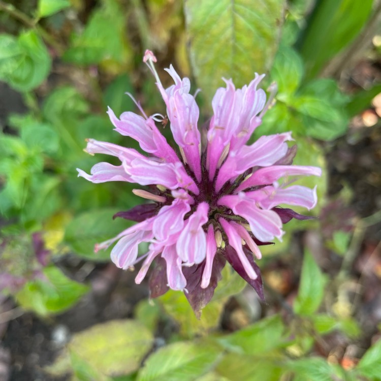 plant image 1512587
