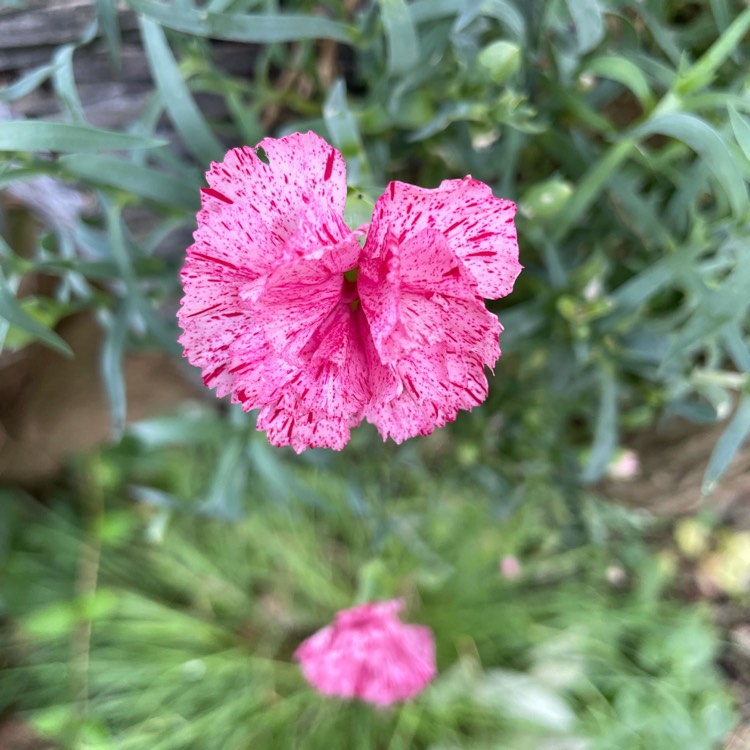 plant image 1515933
