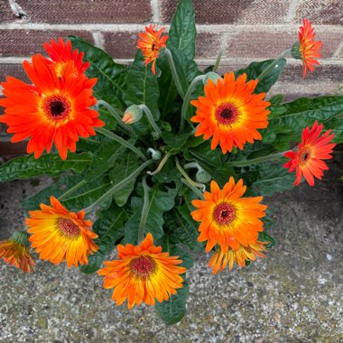 Gerbera 'Garvinea'
