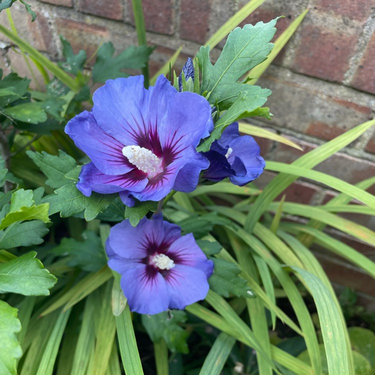 plant image 1520929 plant image 1520929