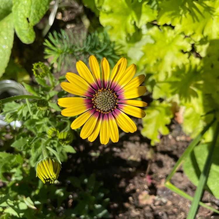 plant image 1522091