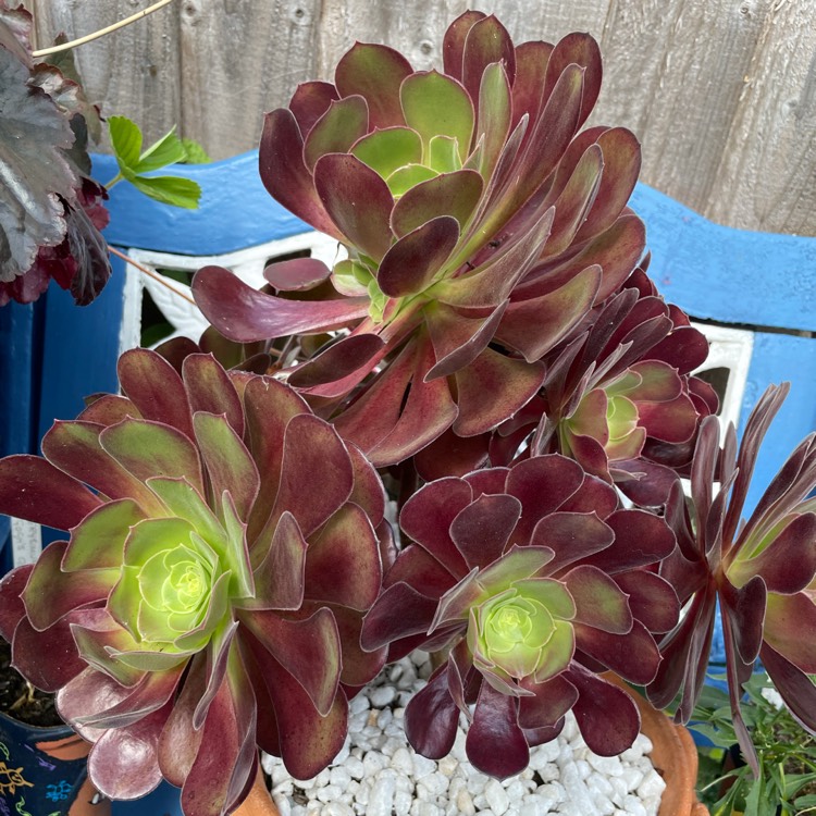 plant image 1522493