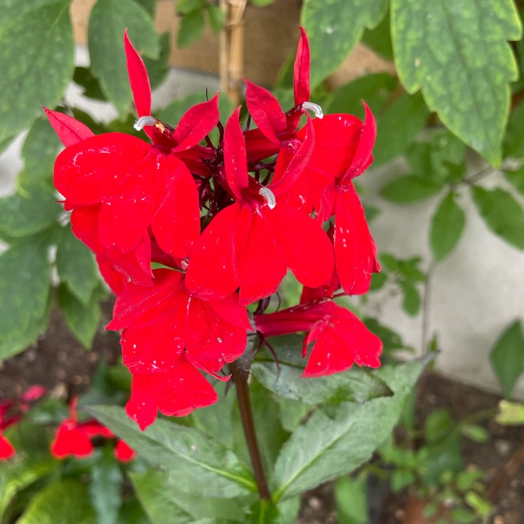 Lobelia x speciosa 'Fan Scarlet', Lobelia 'Fan Scarlet' - uploaded by ...