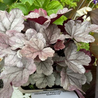 Heuchera Gumdrop