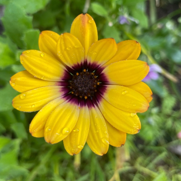 plant image 1539206