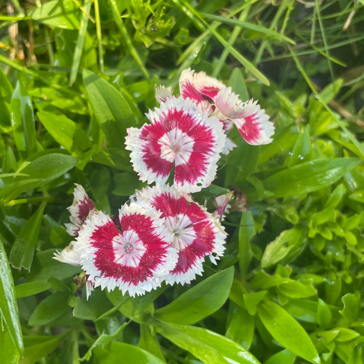 plant image 1539945