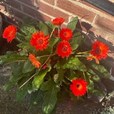 Gerbera 'Garvinea'