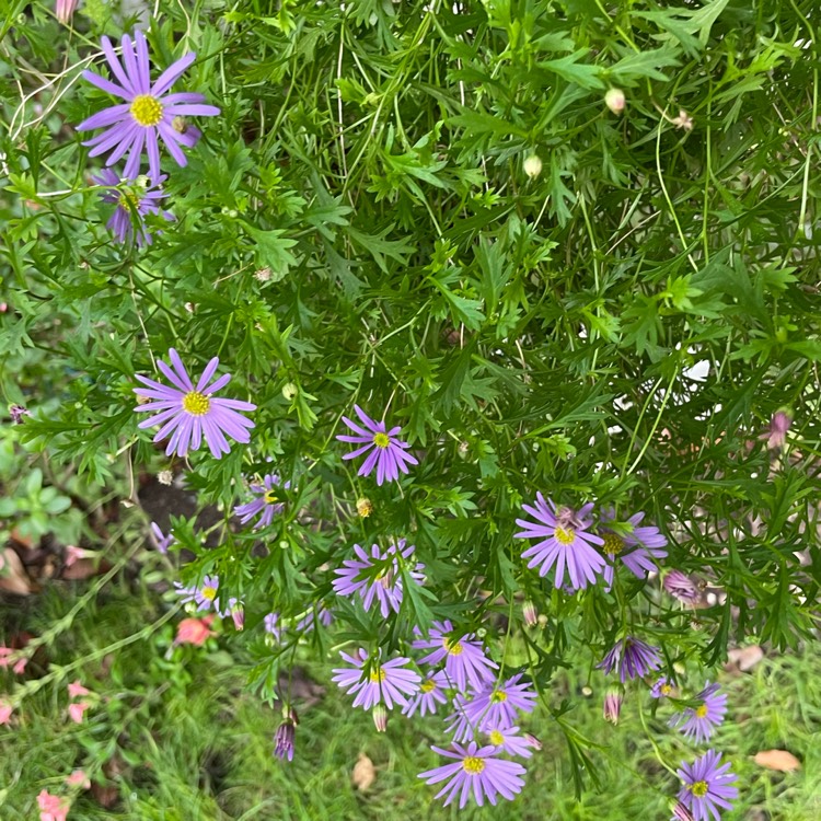 Plant image Brachyscome iberidifolia