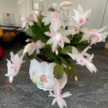 Schlumbergera truncata