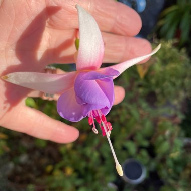 Fuchsia 'Delta's Sara' syn. Fuchsia 'Delta's Sarah'