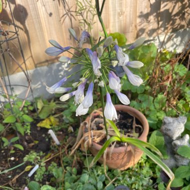 Agapanthus 'Ambic001' syn. Agapanthus 'Twister', Agapanthus 'Indigo Frost'