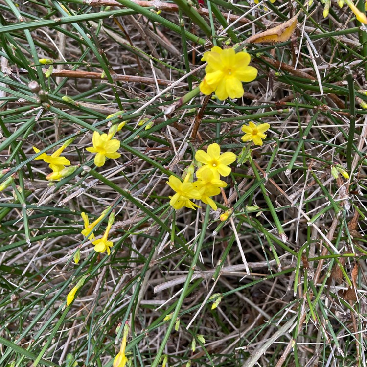 plant image 1552515 plant image 1552515