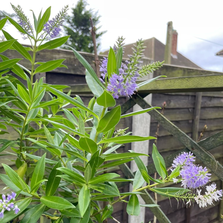 Plant image Hebe