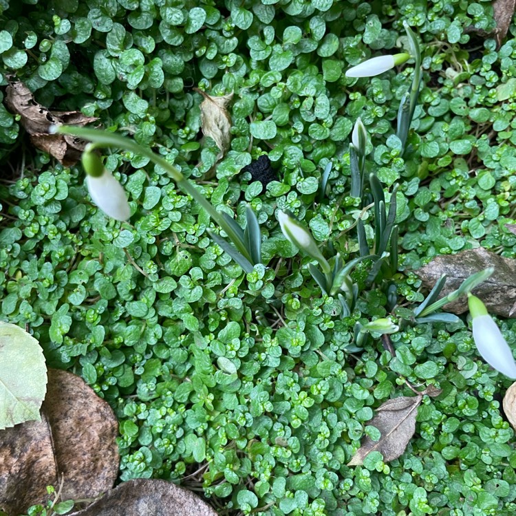 plant image 1557647 plant image 1557647