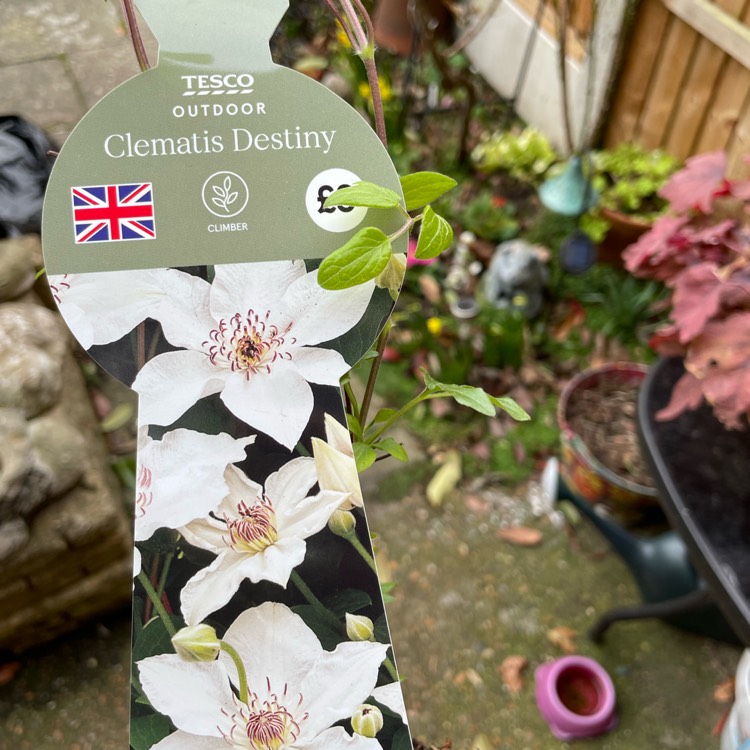 Plant image Clematis Destiny