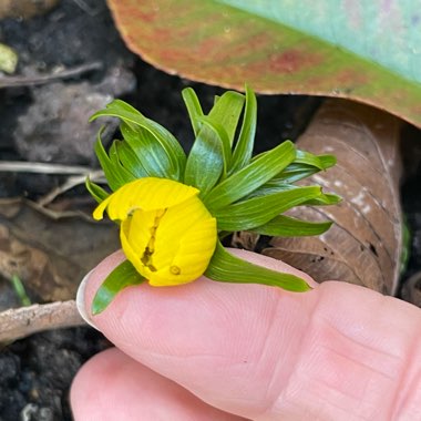 Eranthis hyemalis