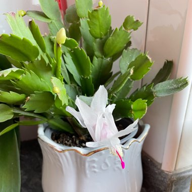 Schlumbergera truncata